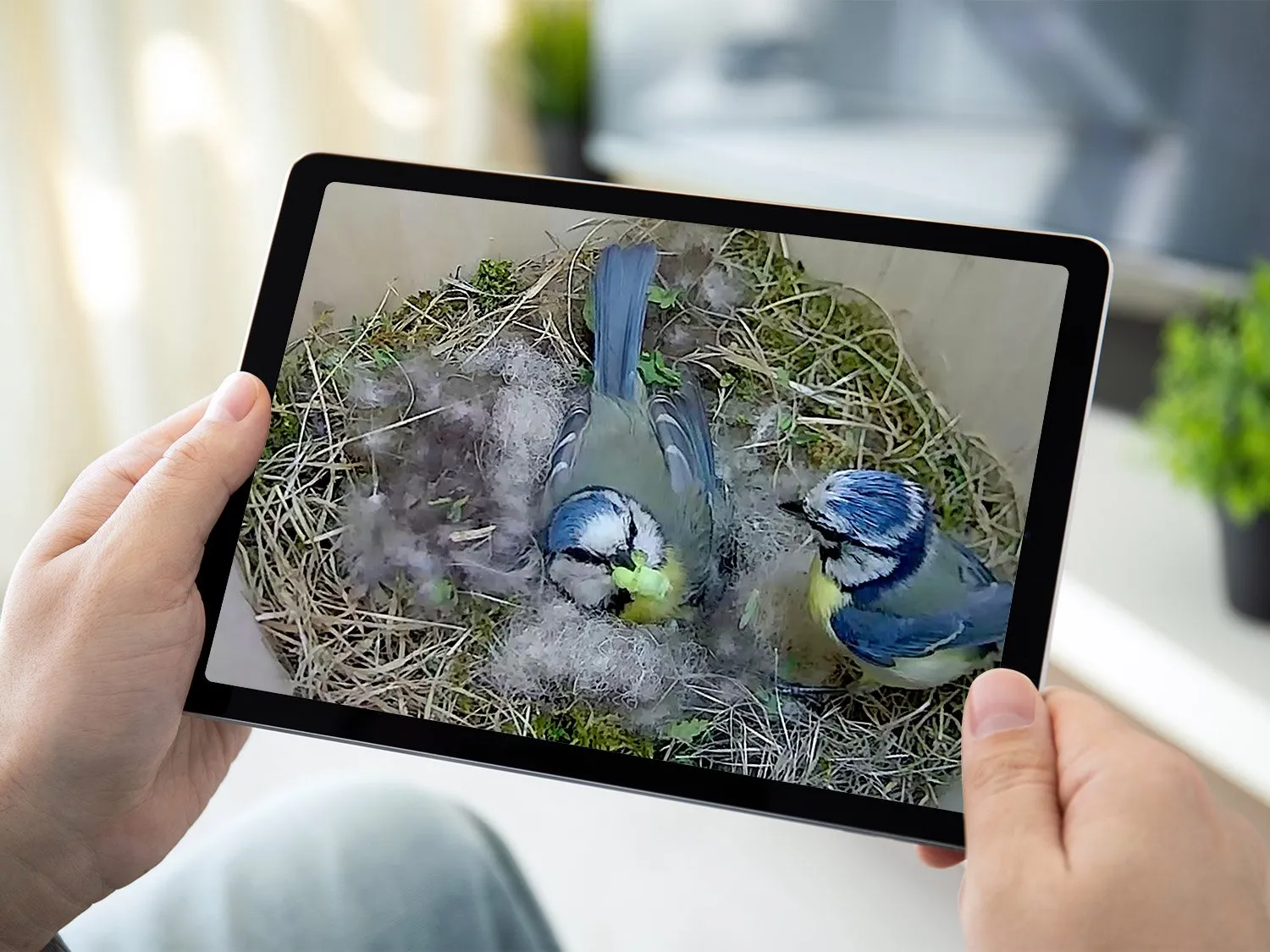 Bird Box Camera HD Network Cable Connection