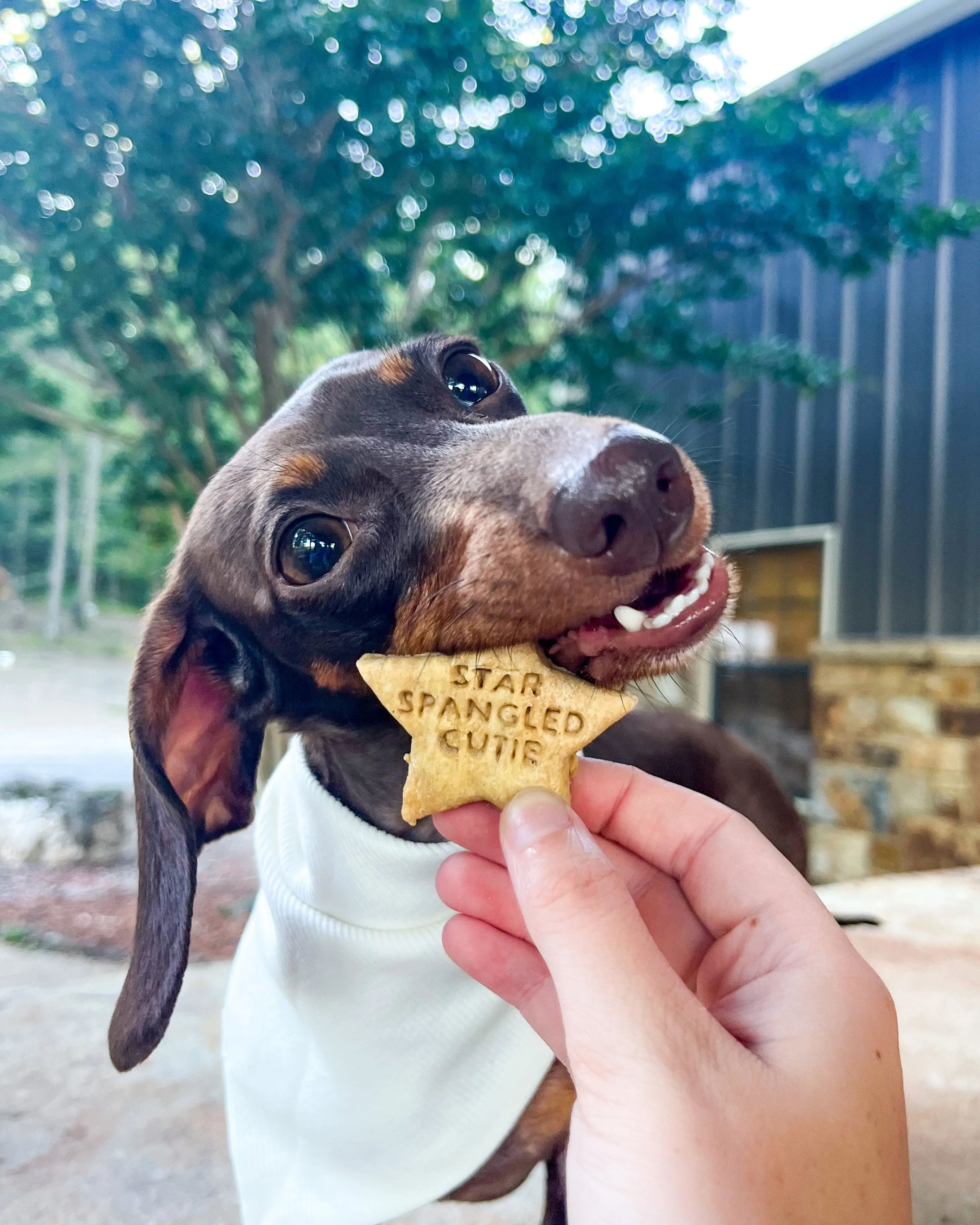 Patriotic   Star Spangled Dog, Star Shaped Dog Biscuit Cookie Cutter (4 designs)