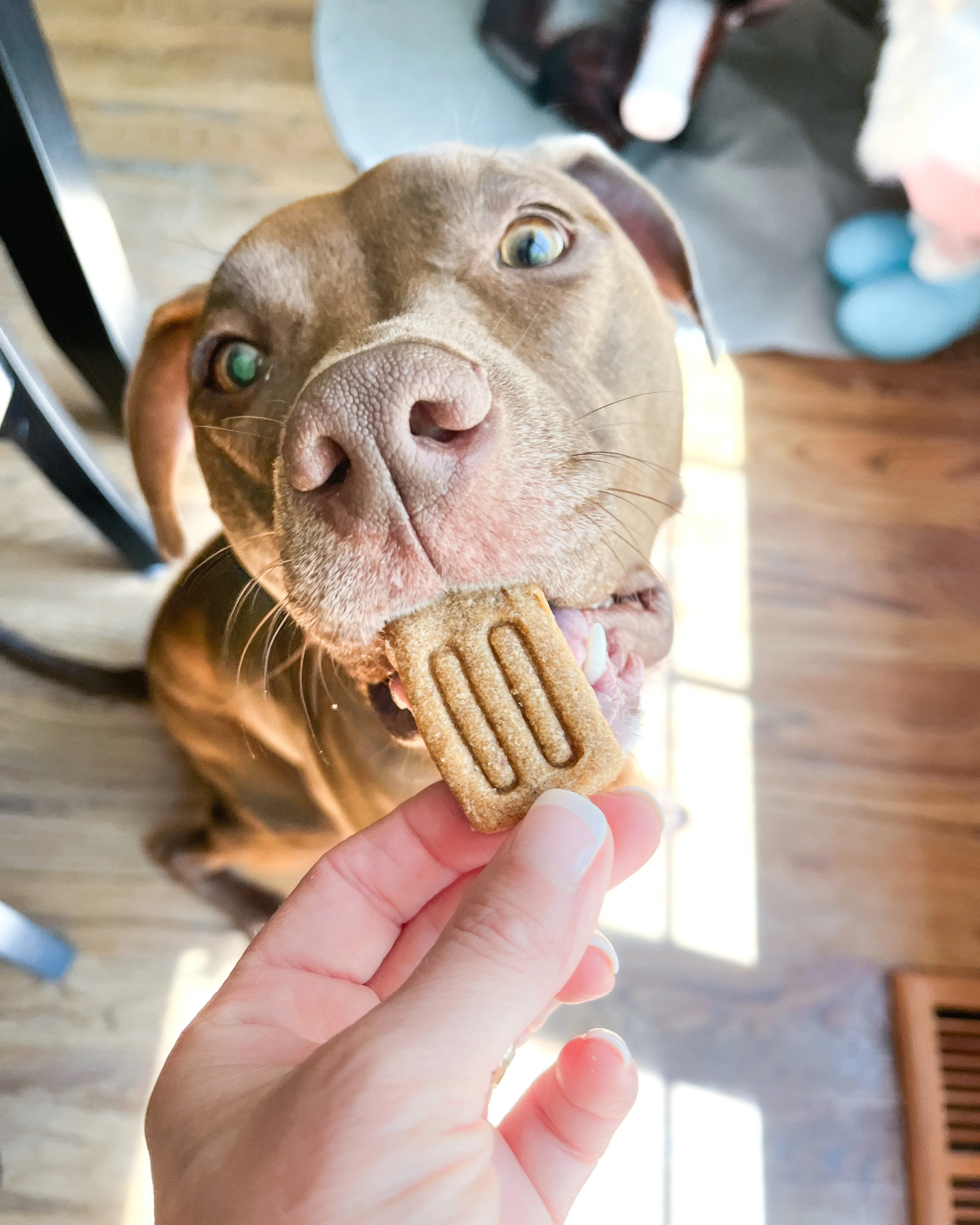 "Pupsicle" Popsicle Shaped Cookie Cutter
